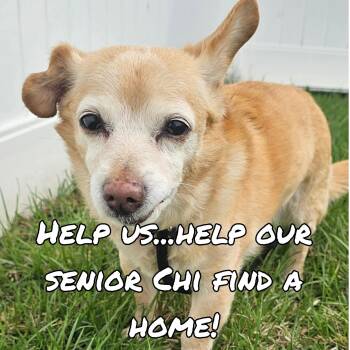 Chihuahua Dogs Available for Adoption in Plainfield, Illinois - Benjie ~ In Foster Care  | PetCurious