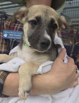 FREDDY -  Mixed Breed Dog for Adoption in Fernandina Beach, Florida - FREDDY | PetCurious