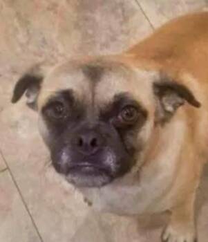 Sprinkles -  Pug Dog for Adoption in Boulder, Colorado - Sprinkles | PetCurious
