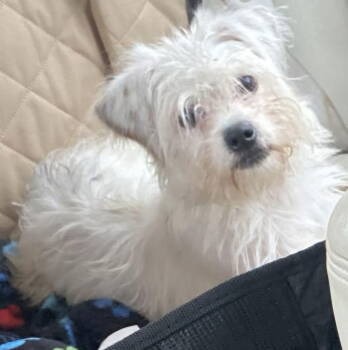 Rescue Norfolk Terrier and Maltese Dogs for Adoption in San Antonio, Texas - Lyla | PetCurious