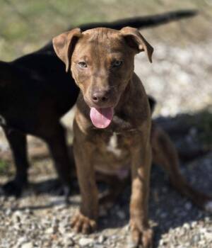 Aladdin -  Mixed Breed Dog Available for Adoption in Chatsworth, Georgia - Aladdin | PetCurious
