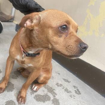 IVHS-Stray-140685 -  Chihuahua Dog for Adoption in San Gabriel, California - IVHS-Stray-140685 | PetCurious