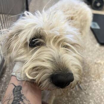 Wheaten Terrier Dogs Available for Adoption - Snowball | PetCurious