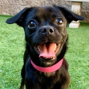 SAVE ME PLEASE SHAWNA - IDA554368 -  Pug Dog for Adoption in San Marcos, California - SAVE ME PLEASE SHAWNA - IDA554368 | PetCurious
