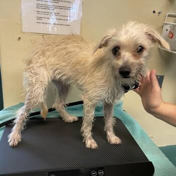 Payasa -  Terrier Dog for Adoption in Pasadena, California - Payasa | PetCurious