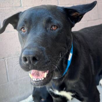 Rescue Black Labrador Retriever and Mixed Breed Dogs for Adoption in Yuma, Arizona - Tucker | PetCurious