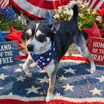 Chihuahua Dogs Available for Adoption in Grand Bay, Alabama - Fonzi | PetCurious