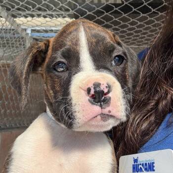 Papaya -  Boxer Dog for Adoption in Goleta, California - Papaya | PetCurious