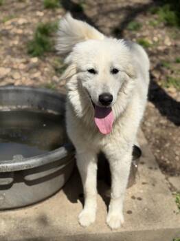 Great Pyrenees Dogs Available for Adoption - Jordyn | PetCurious