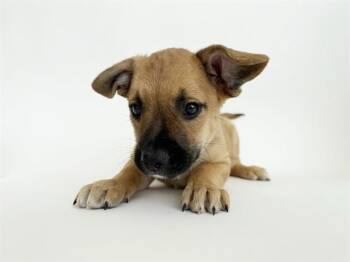 DELMAR -  Collie and Mixed Breed Dog for Adoption in Brentwood, Missouri - DELMAR | PetCurious