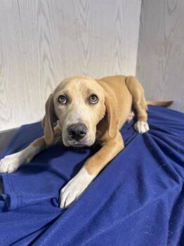 Labrador Retriever and Hound Dogs Available for Adoption in Opelousas, Louisiana - CROCKETT | PetCurious