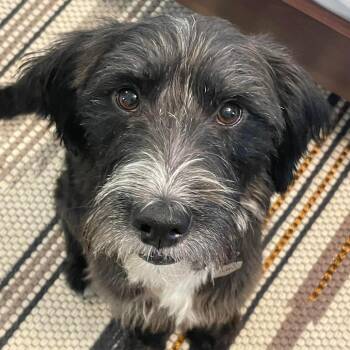 Black Labrador Retriever and Poodle Dogs Available for Adoption in Helena, Alabama - Gus | PetCurious