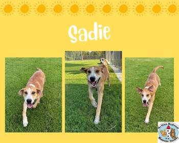 Rescue Terrier Dogs for Adoption in Athens, Tennessee - Sadie | PetCurious