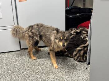 Australian Kelpie Dogs Available for Adoption in Mustang, Oklahoma - Loba | PetCurious