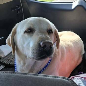 Labrador Retriever Dogs Available for Adoption in Elkton, Maryland - Apollo | PetCurious