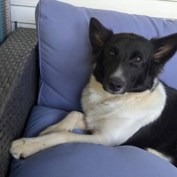 Minnie -  Collie Dog for Adoption in York, Pennsylvania - Minnie | PetCurious