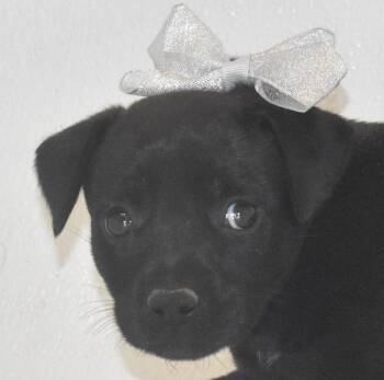 Rosepetal -  Terrier Dog for Adoption in Springfield, Ohio - Rosepetal | PetCurious