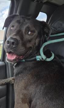 Trout -  Labrador Retriever and Mixed Breed Dog for Adoption in Saint Clairsville, Ohio - Trout | PetCurious
