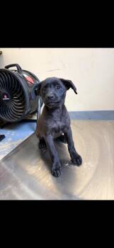 Black Labrador Retriever Dogs Available for Adoption in Zimmerman, Minnesota - Fred | PetCurious