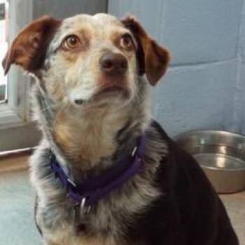 Gloria -  Australian Cattle Dog Blue Heeler Dog for Adoption in Green Valley, Arizona - Gloria | PetCurious