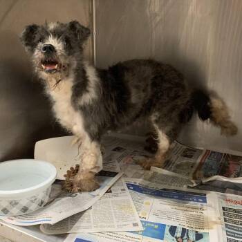 Juliann -  Miniature Poodle Dog for Adoption in Edinburg, Texas - Juliann | PetCurious
