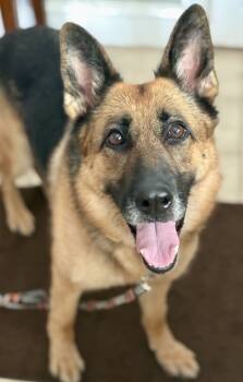 Rescue German Shepherd Dog Dogs for Adoption in Malvern, Pennsylvania - Britain | PetCurious