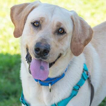 Yellow Labrador Retriever Dogs Available for Adoption in Elverta, California - Cooper | PetCurious