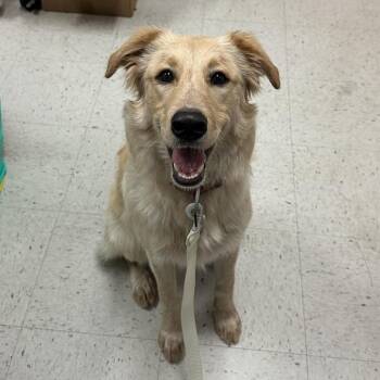 Skittles -  Terrier and Shepherd Dog for Adoption in Edinburg, Texas - Skittles | PetCurious
