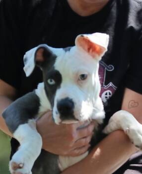 American Bulldog and Great Dane Dogs Available for Adoption in Pass Christian, Mississippi - Bucee | PetCurious