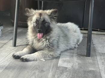 Rescue Keeshond Dogs for Adoption in Grant, Nebraska - Hairmione Granger | PetCurious