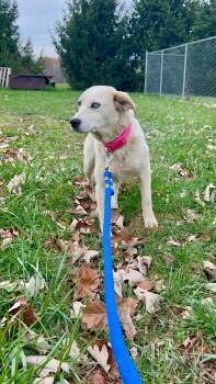 Rescue Terrier and Husky Dogs for Adoption in West Union, Ohio - Honey | PetCurious