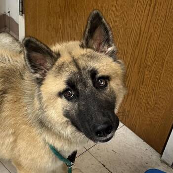 Iceman -  German Shepherd Dog Dog for Adoption in Jacksonville, Arkansas - Iceman | PetCurious