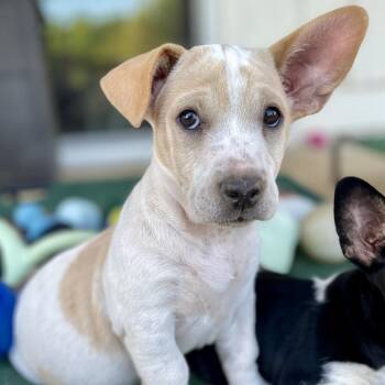 Corgi and Terrier Dogs Available for Adoption in Fayetteville, Georgia - Sherlock | PetCurious