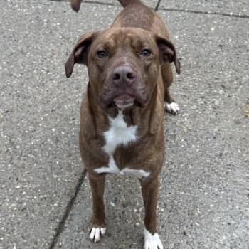 Mocha -  Mixed Breed Dog for Adoption in Charleston, West Virginia - Mocha | PetCurious