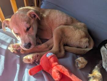 Shiba Inu and Labrador Retriever Dogs Available for Adoption in Calhoun, Georgia - Spirit | PetCurious