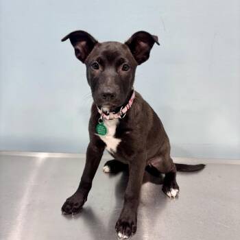 Raven -  Mixed Breed Dog for Adoption in Portland, Oregon - Raven | PetCurious