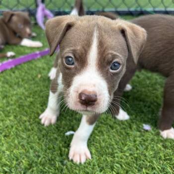 Terrier Dogs Available for Adoption in Jupiter, Florida - Ghiradeli | PetCurious