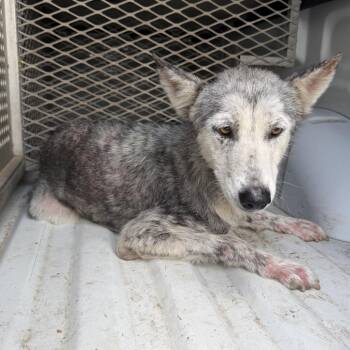 Coralina -  Husky Dog for Adoption in Edinburg, Texas - Coralina | PetCurious