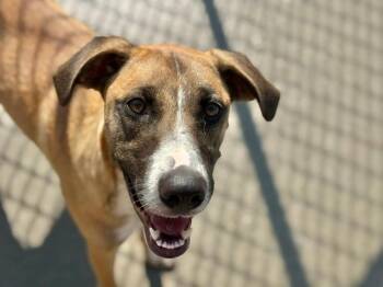FANCY -  Belgian Shepherd Malinois Dog for Adoption in Tulsa, Oklahoma - FANCY | PetCurious