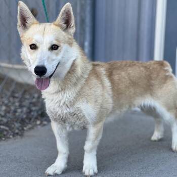 Tilly - 61310996 -  Pembroke Welsh Corgi Dog for Adoption in Elko, Nevada - Tilly - 61310996 | PetCurious
