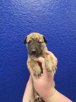 Bashful -  Dutch Shepherd and Mixed Breed Dog for Adoption in Morton Grove, Illinois - Bashful | PetCurious