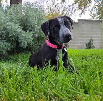 Mazzy -  Australian Cattle Dog Blue Heeler Dog for Adoption in Millcreek, Utah - Mazzy | PetCurious