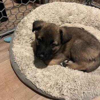 Husky and Shepherd Dogs Available for Adoption in Los Angeles, California - Elliot | PetCurious
