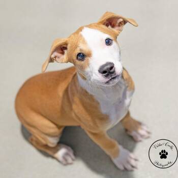 King -  Terrier and Mixed Breed Dog for Adoption in Abilene, Texas - King | PetCurious