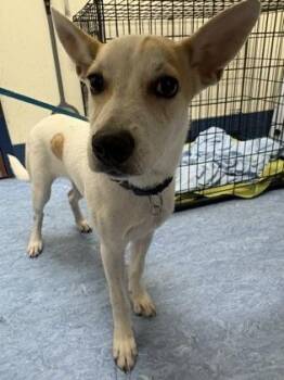 Elvis -  Mixed Breed Dog for Adoption in Charleston, South Carolina - Elvis | PetCurious