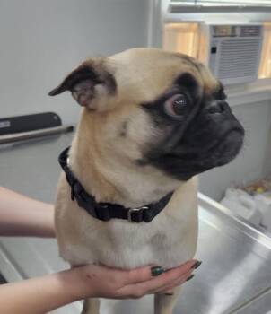 Della -  Pug Dog for Adoption in Washington, District Of Columbia - Della | PetCurious