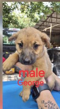 George -  Shepherd Dog for Adoption in Manchester, Connecticut - George | PetCurious
