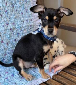 Toby Keith -  Chihuahua Dog for Adoption in Midland, Virginia - Toby Keith | PetCurious