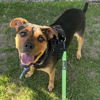 829 (2026) Jax -  Shepherd and Rottweiler Dog for Adoption in Parker, Colorado - 829 (2026) Jax | PetCurious