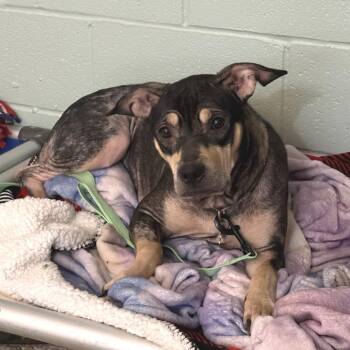 Sayju -  Mixed Breed Dog for Adoption in Mentor, Ohio - Sayju | PetCurious
